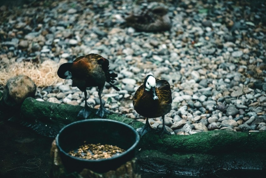 a couple of birds standing on top of a tree branch brqjBAkPR