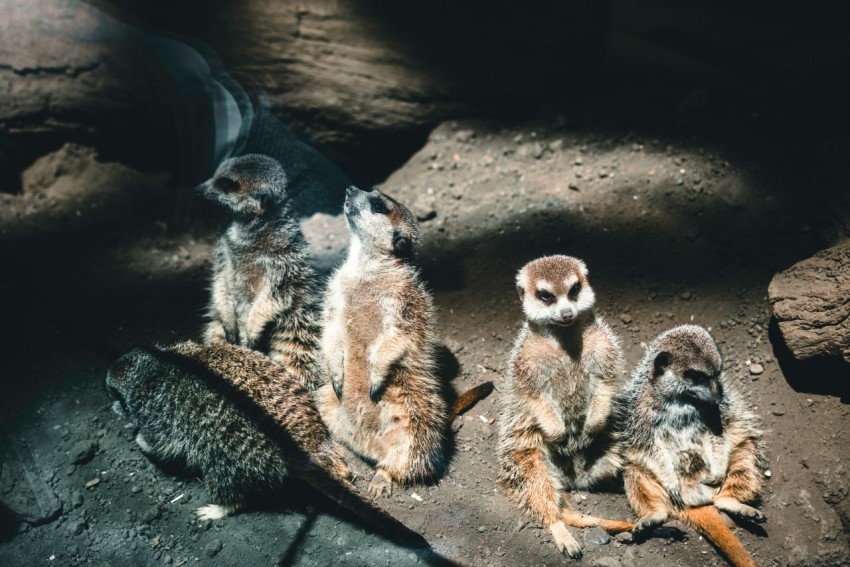 a group of three meerkats sitting on top of a rock z