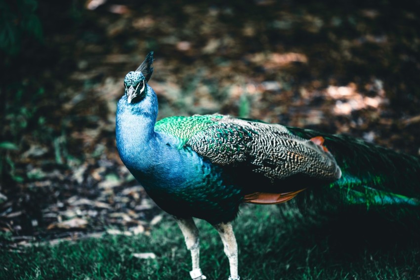 a peacock standing on top of a lush green field vT