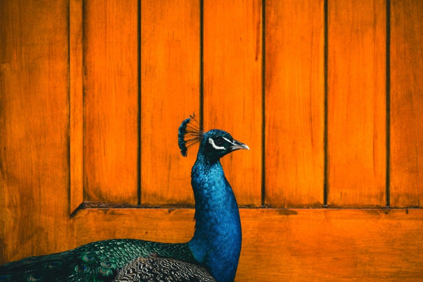 a peacock standing in front of a wooden door