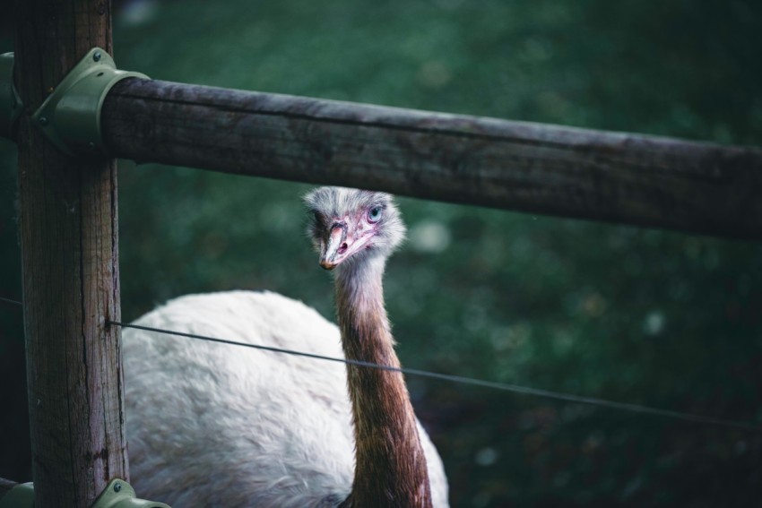 an ostrich standing behind a fence looking at the camera