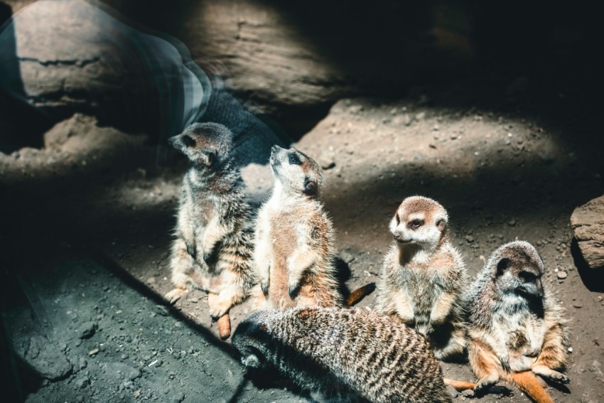 a group of meerkats sitting on top of a dead animal