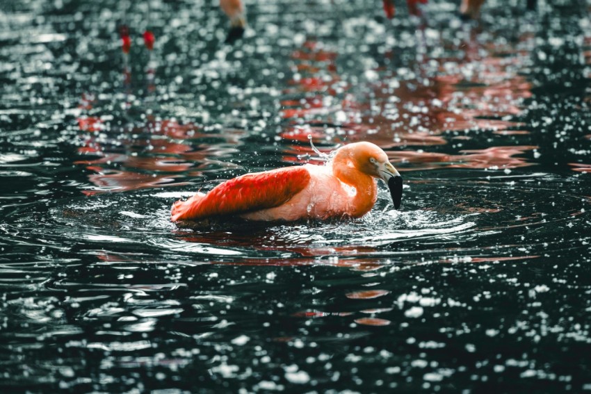 a flamingo swimming in the water with other flamingos in the background