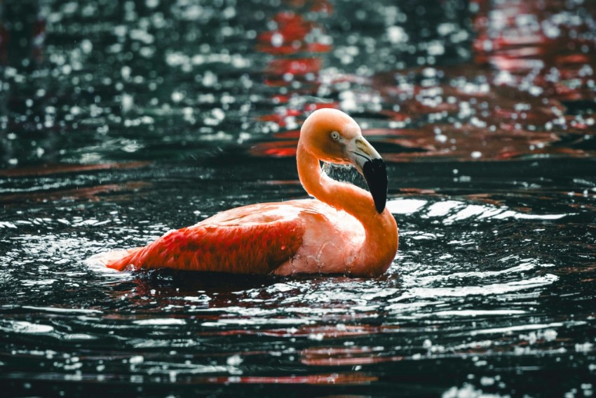 a flamingo is swimming in the water