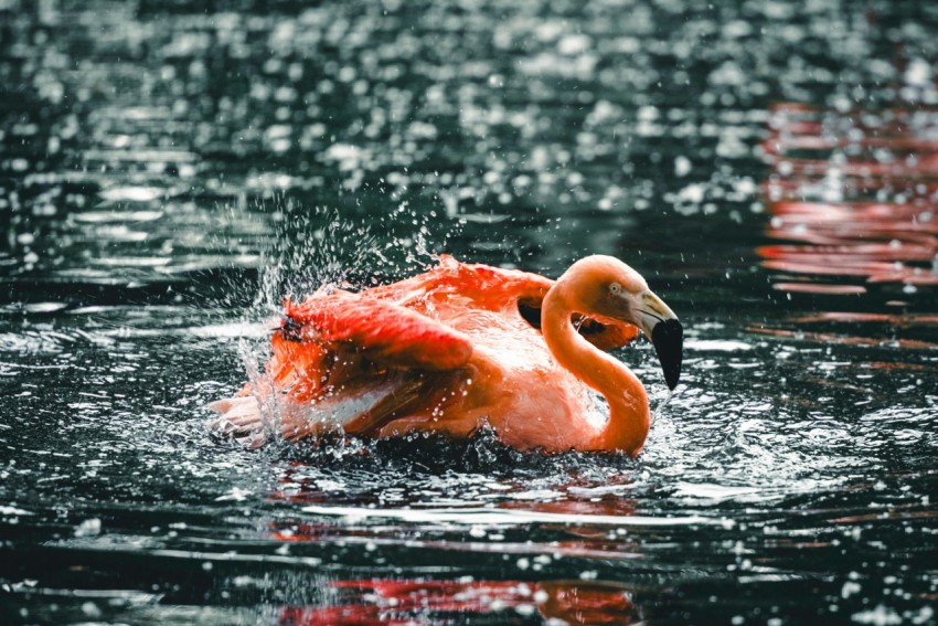 a pink flamingo swimming in a body of water