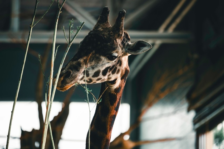 a giraffe standing next to a tree in a building