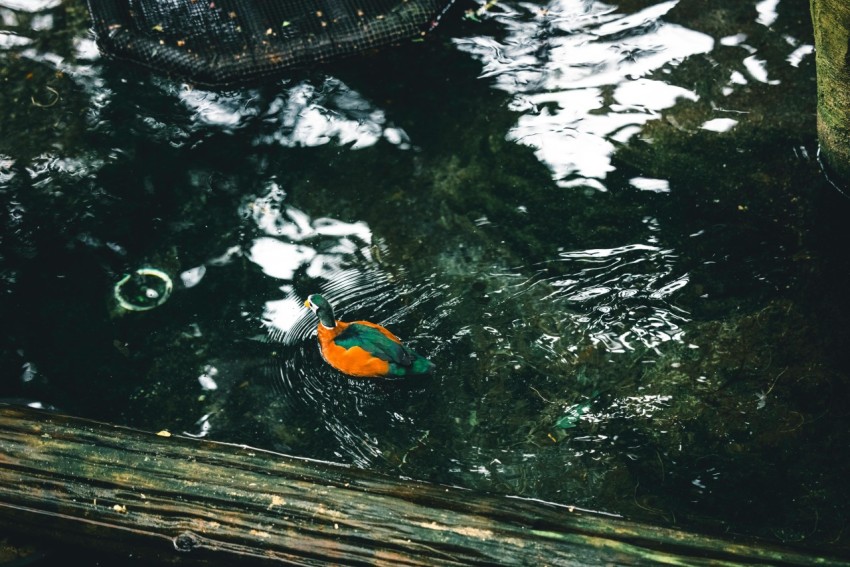 an orange and green fish floating in a pond