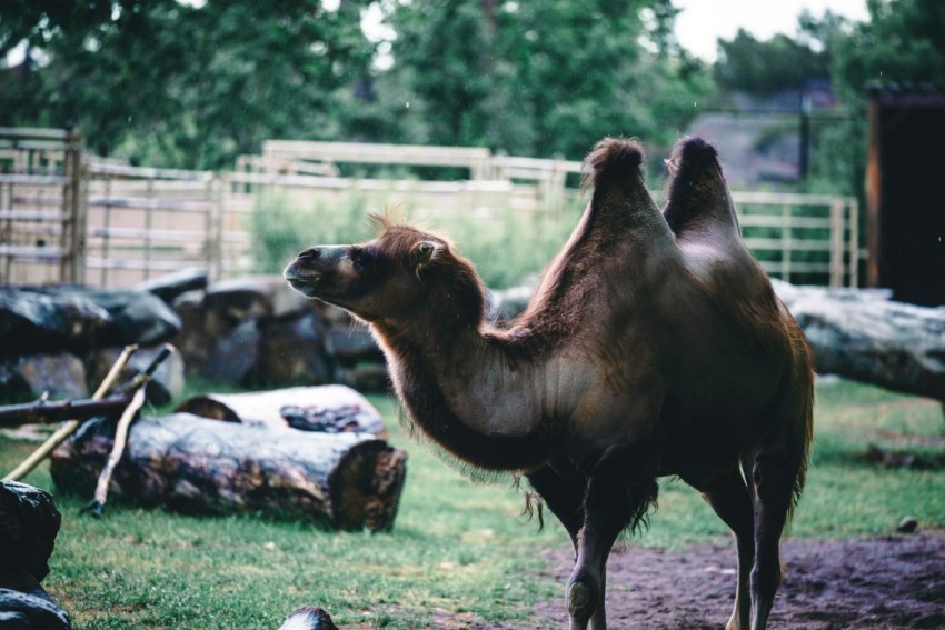 a camel is standing in the grass near logs