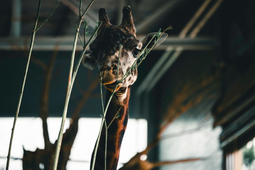 a giraffe standing next to a tree in a building