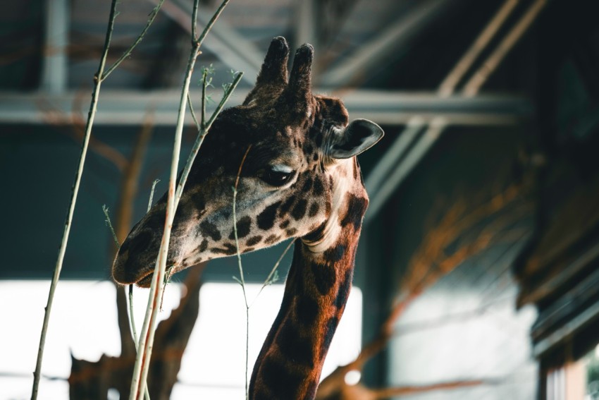 a giraffe standing next to a tall plant in a building