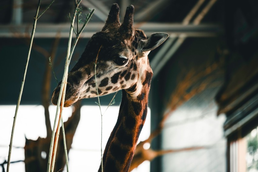 a giraffe standing next to a tall plant in a building