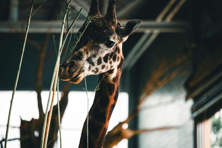 a giraffe standing next to a tall plant in a building