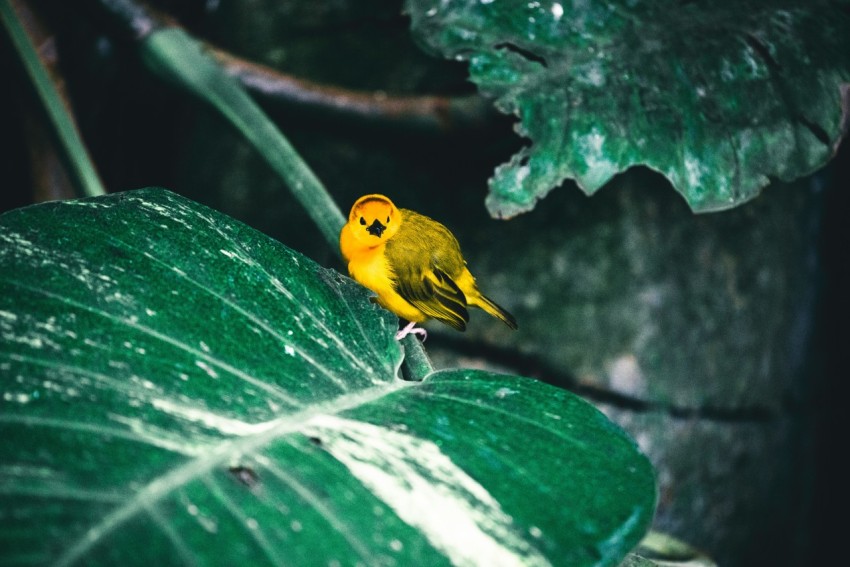 a small yellow bird perched on a green leaf SKAs