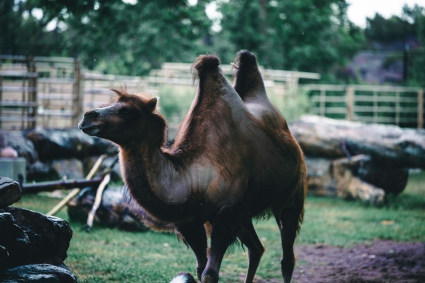 a camel standing on top of a lush green field