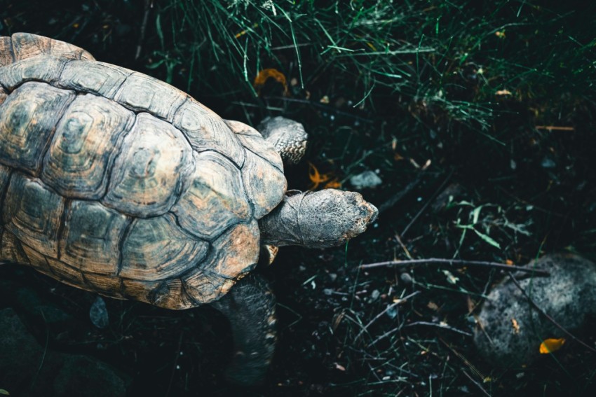 a tortoise crawling on the ground in the grass