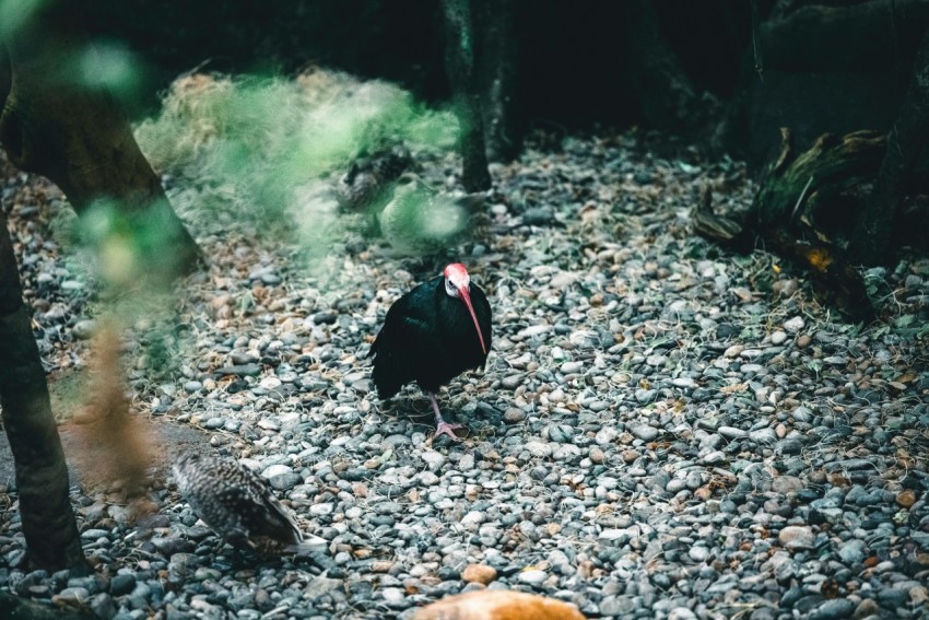 a black bird standing on top of a pile of rocks