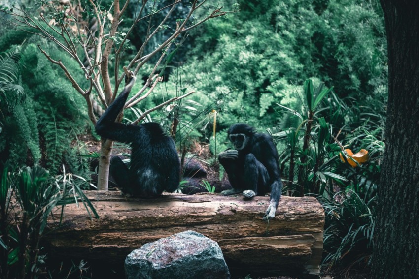 a couple of black bears sitting on top of a log