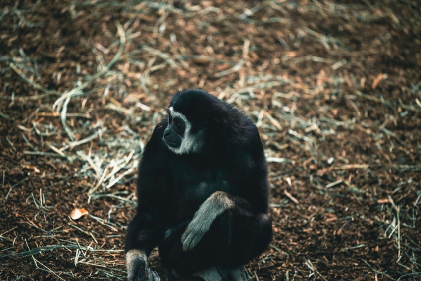 a black and white monkey sitting on top of dry grass