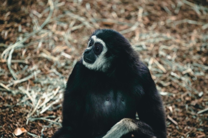 a black and white monkey sitting on the ground