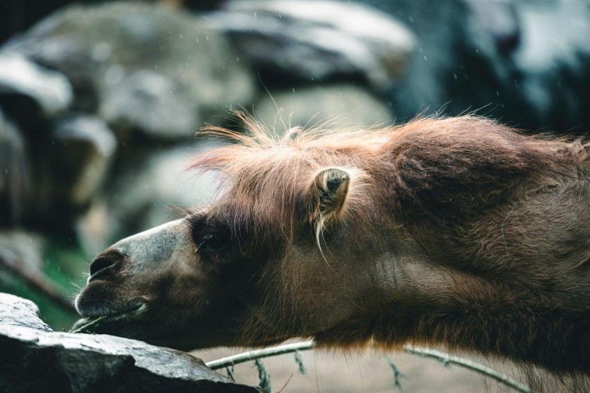 a close up of a bear behind a fence