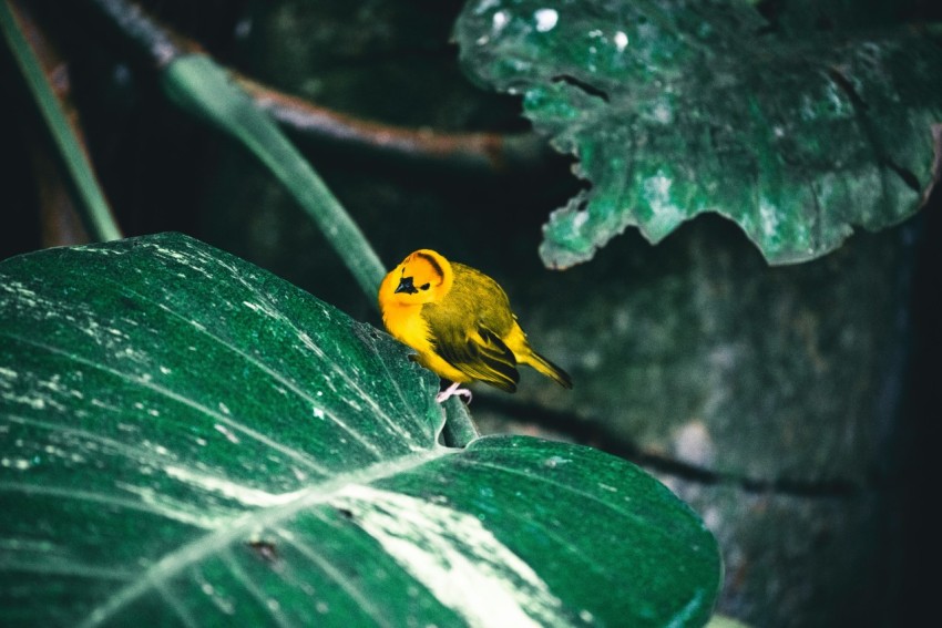 a small yellow bird perched on a green leaf