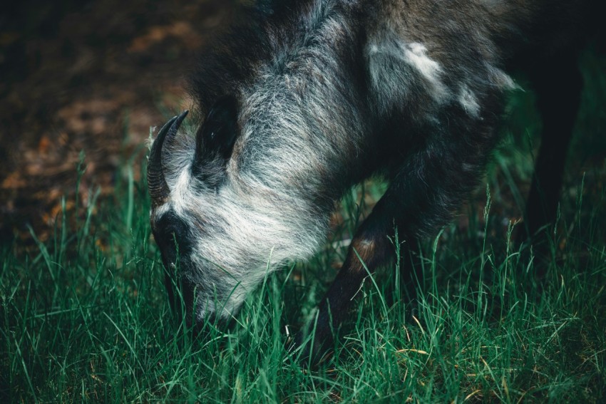 a goat grazing in a field of grass