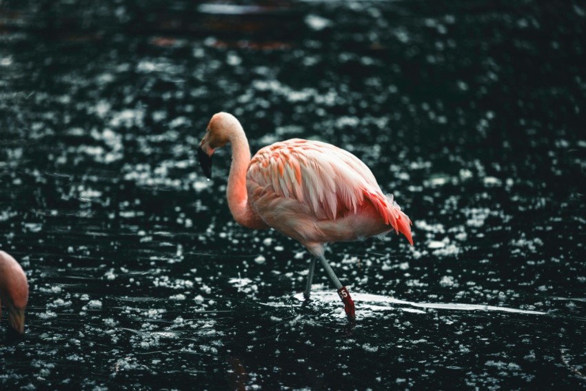 a group of flamingos standing on top of a body of water