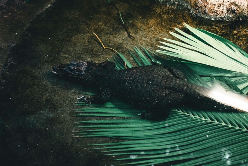 a large lizard laying on top of a green leaf