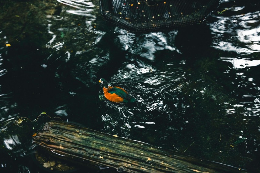 a bird is sitting on a log in the water