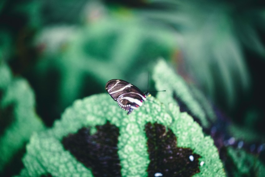 a close up of a leaf with a bug on it