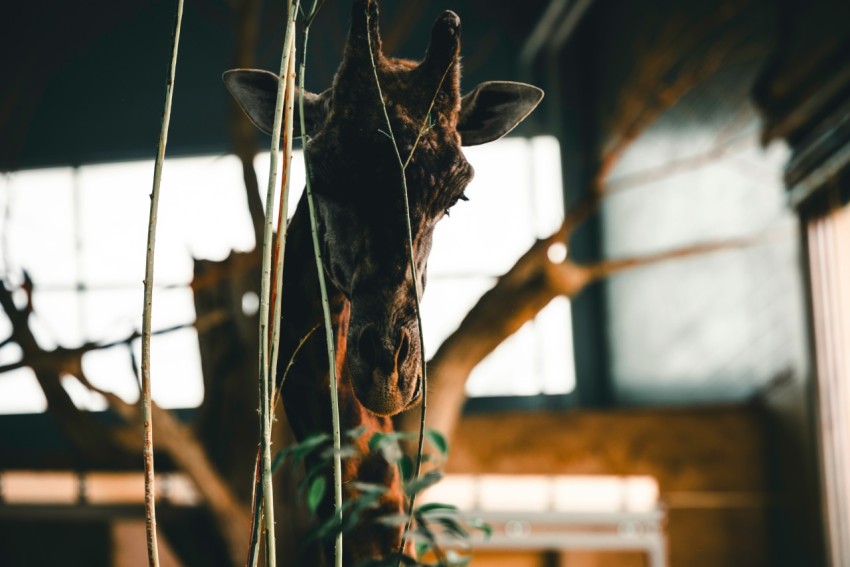 a giraffe standing next to a tree in a building