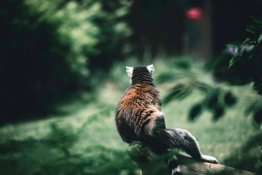 a cat sitting on top of a tree stump