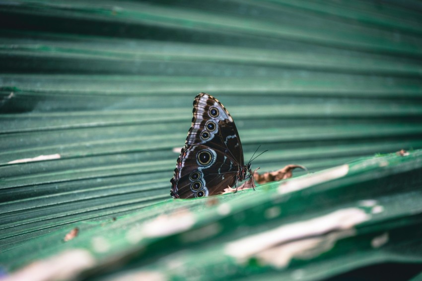 a brown and white butterfly sitting on top of a green leaf