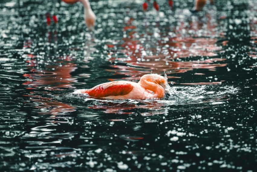 a group of flamingos swimming in a body of water