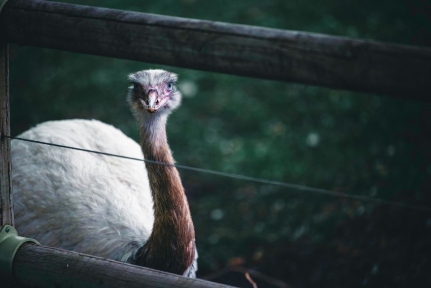 an ostrich standing behind a fence looking at the camera