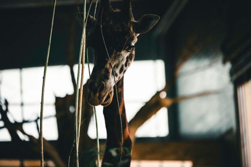 a giraffe standing next to a window in a building zFa_0