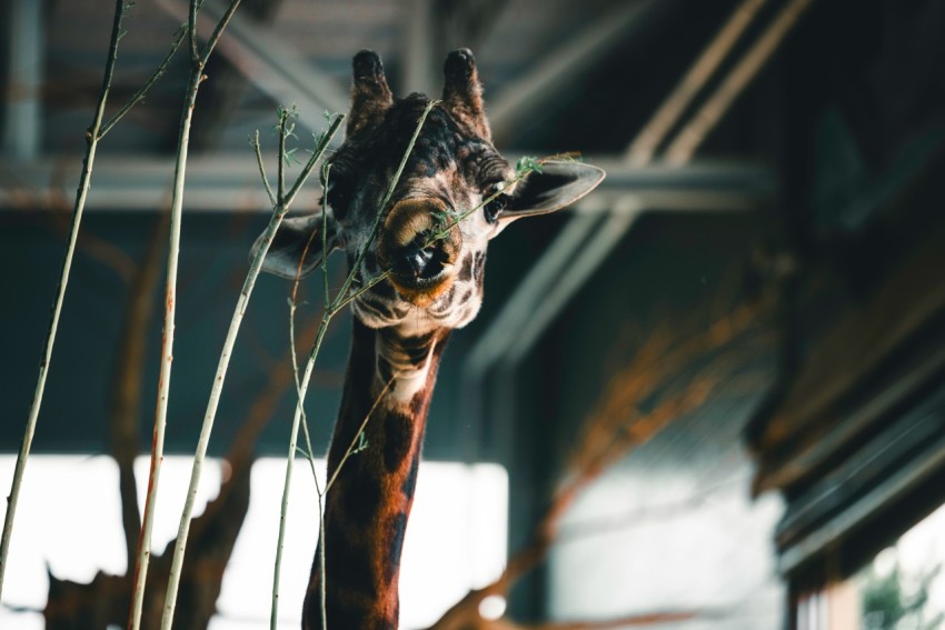 a giraffe standing next to a tree in a building