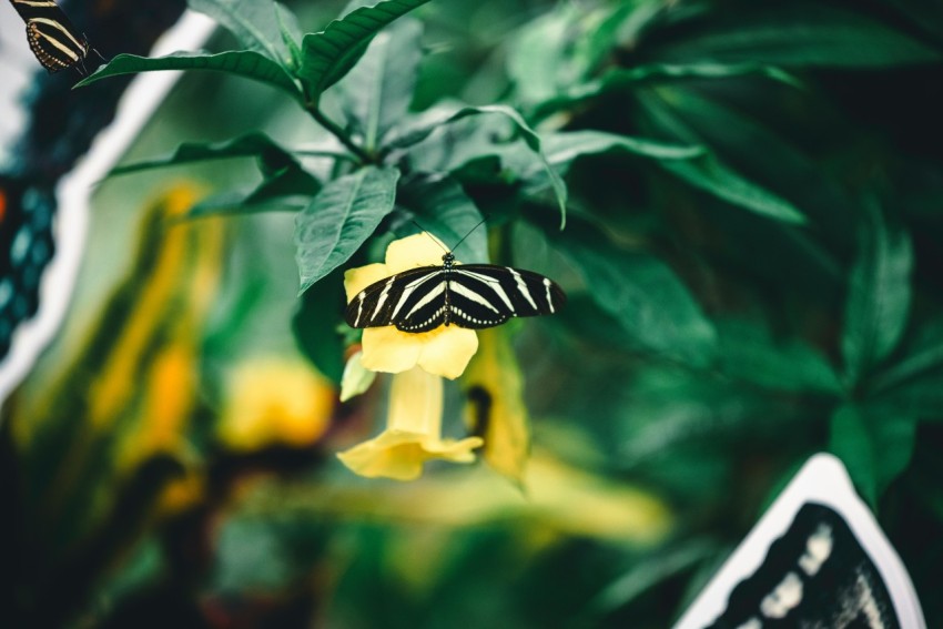 a close up of a butterfly on a plant