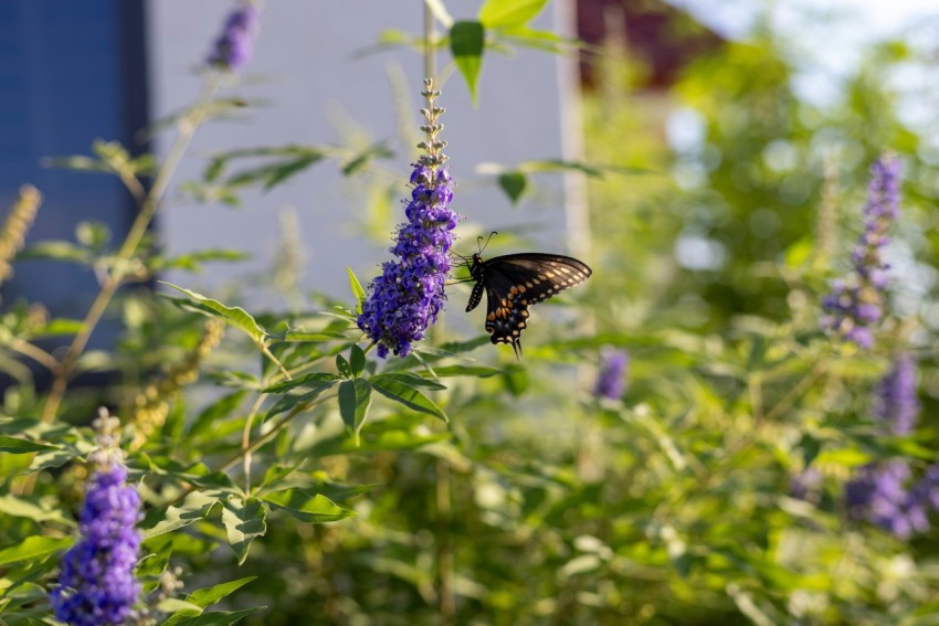 a butterfly sitting on top of a purple flower