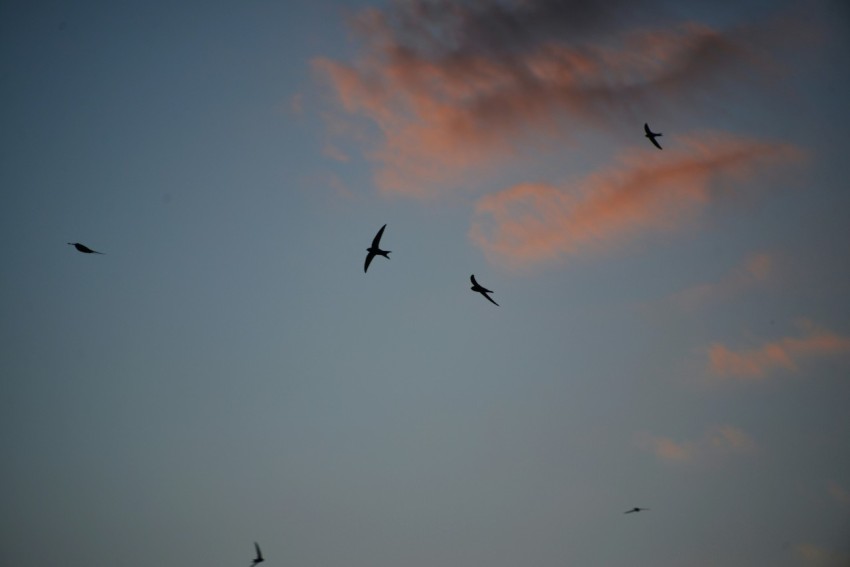 a flock of birds flying in the sky