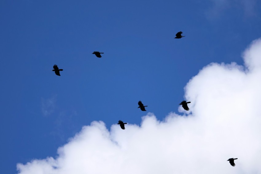 a flock of birds flying through a cloudy blue sky