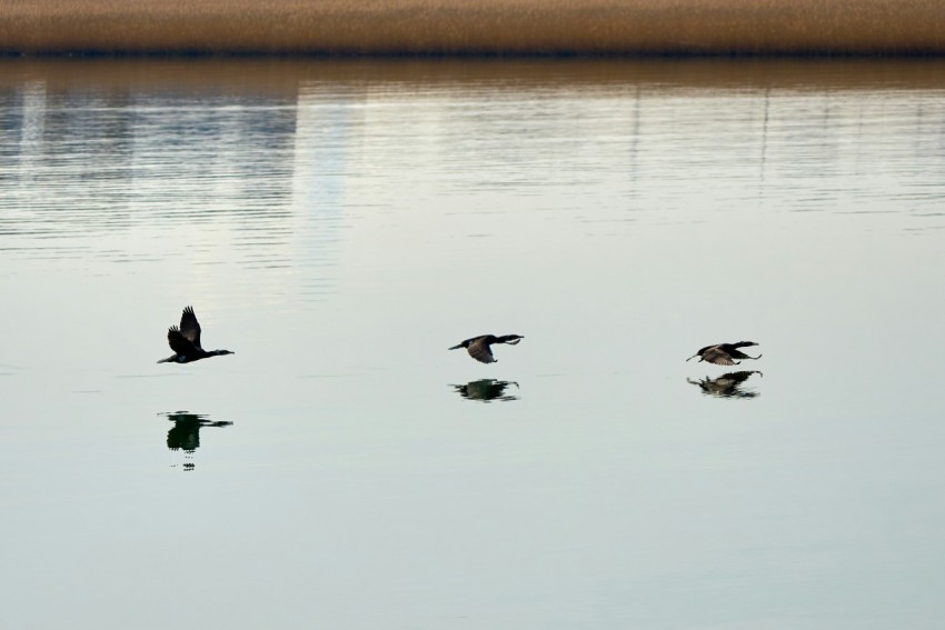 a flock of ducks floating on top of a lake