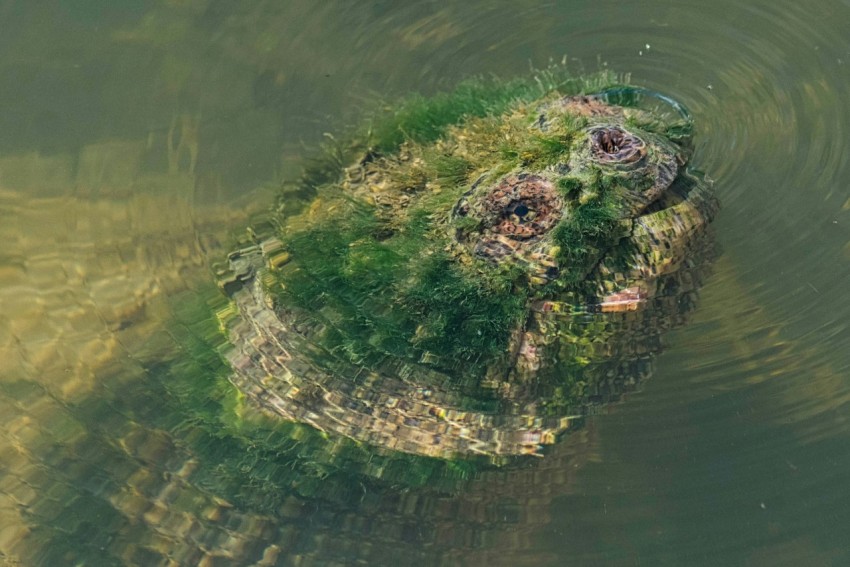 a small rock in the middle of a body of water