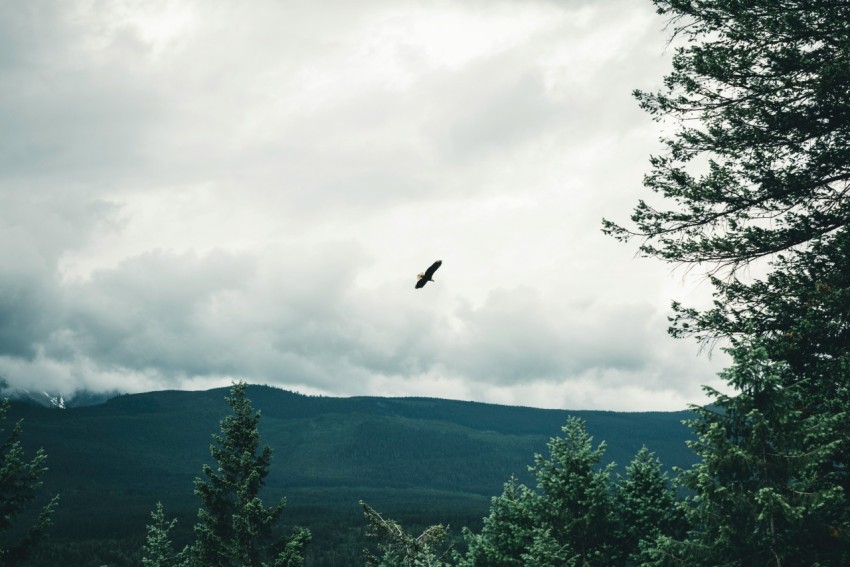 a bird flying over a forest under a cloudy sky