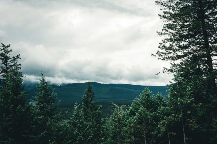 a forest filled with lots of trees under a cloudy sky