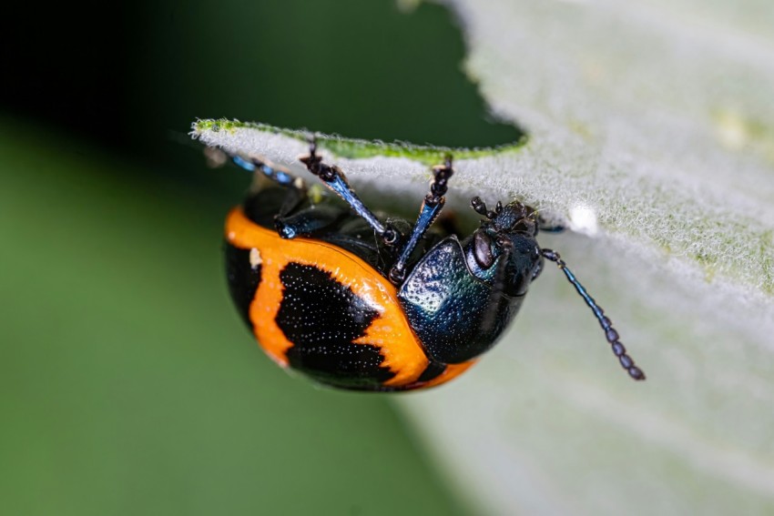 a close up of a bug on a leaf rcbb