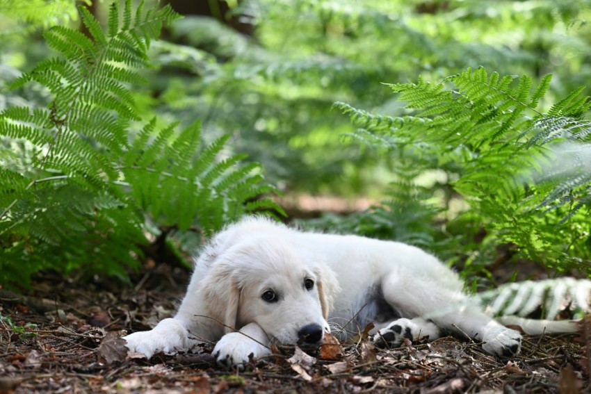 a white dog laying on the ground in the woods M9TOIMhK