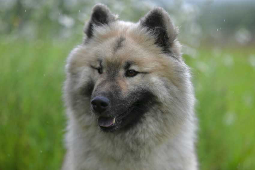 a dog that is standing in the grass