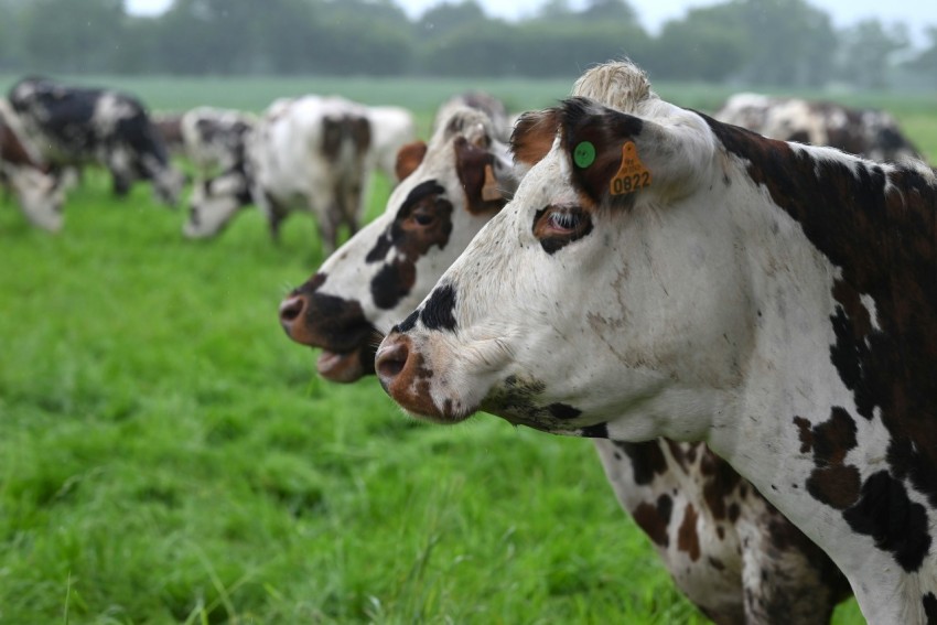 a herd of cows standing on top of a lush green field pqy BVd4I