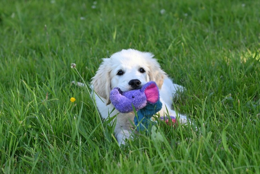 a small white dog holding a stuffed animal in its mouth